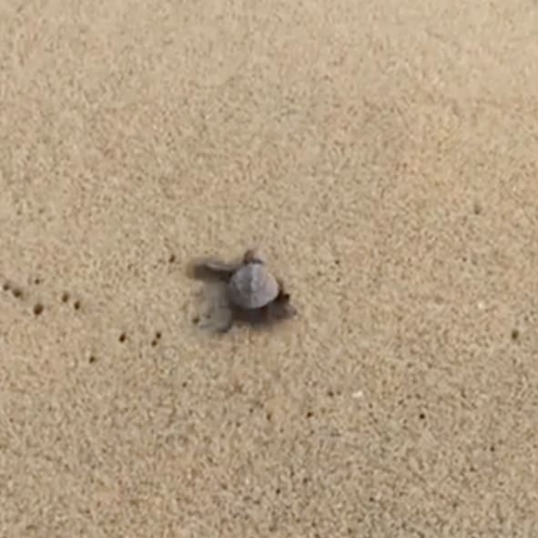 Liberación de tortugas en Puerto Escondido